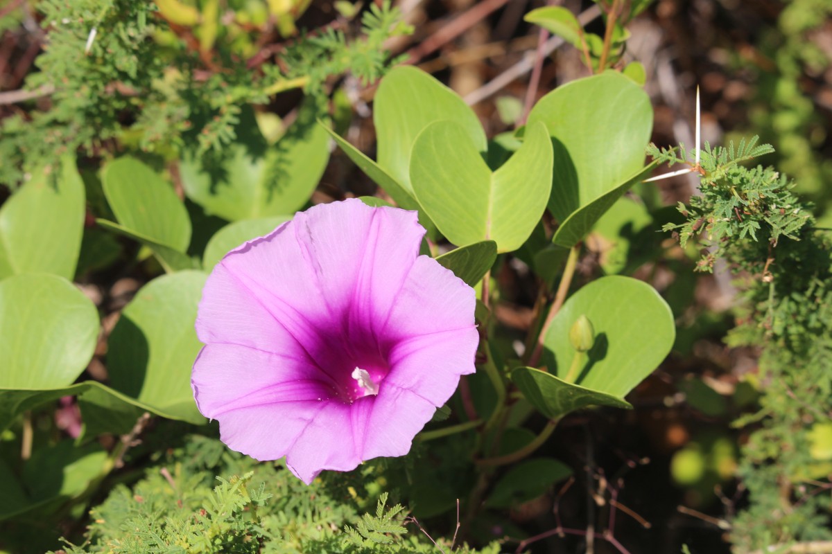 Ipomoea pes-caprae (L.) R.Br.